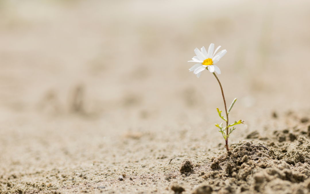 LA RESILIENCIA, descubre cómo uno se recupera siendo todavía mejor persona
