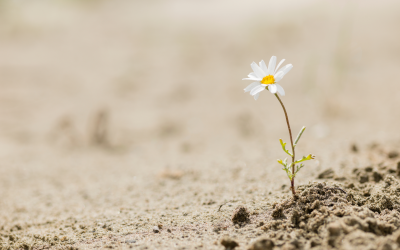 LA RESILIENCIA, descubre cómo uno se recupera siendo todavía mejor persona